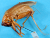 CollectionObject 1580113; 933e5a3e-a978-490c-90c3-53214a917f65: female, lateral view (syntype). (CollectionObject).