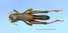 CollectionObject 1595265; 4108bccd-519f-4390-8b0e-f15f2331d900: male, dorsal view (holotype). (CollectionObject).