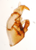 Pygofer, lateral view: !! display not done !! on Syndelphax alexanderi (Metcalf, 1923): (Observation).