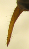 CollectionObject 1476144; 7f1c841b-e43b-4a4a-8528-5065deb643d9: male cercus, dorsal view (holotype). (CollectionObject).