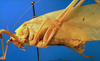 CollectionObject 1501748; 9700b8dc-5ad5-4e30-a9f2-05b9db525955: female, lateral view. (CollectionObject).