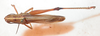CollectionObject 1543645; ce871407-7821-4b83-8d96-e1fc7fb86ff6: male, dorsal view (lectotype). (CollectionObject).