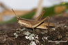 CollectionObject 1861853; 5cb915e0-df63-4b90-9627-d3dfa302e72b, Unioeste Cascavel K-0054: Female, in vivo. Lateral view. (CollectionObject).