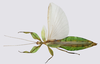 CollectionObject 1591364; 8549572b-4156-4cda-8976-627da83019ed: copyright IMQC Montreal. male, dorsal view (holotype). (CollectionObject).