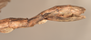 CollectionObject 1562346; 264691cf-adec-43e9-bdc3-24788b6afd26: copyright OUMNH. female: end of abdomen, lateral view of Xeroderus kirbii (lectotype). (CollectionObject).