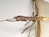 CollectionObject 1560484; f6603ba9-6a6d-4e43-8072-c0f24cf37d24: copyright Natural History Museum, London. female: head and thorax, lateral view (paralectotype). (CollectionObject).