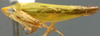 Habitus, lateral view: Gloridonus (Ballana) filamenta, lateral habitus (INHS). (Observation).