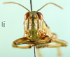 CollectionObject 1502766; 88ef67ed-7125-41d3-8c7e-bbf9f6d11b21: female, frontal view (allotype of Zubovskya mandshurica). (CollectionObject).