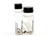 CollectionObject 1580115; 7eab2c46-da06-47a2-9152-d712abe3c5fb: vials with type specimens (paratypes). (CollectionObject).
