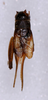 CollectionObject 1517730; 7502b21e-e844-4875-993b-65c53e9142a5: male, dorsal view (holotype). (CollectionObject).