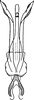 Aedeagus, ventral view on Scaphoidella arboricola Vilbaste, 1968: Aedeagus, ventral view. (Observation).