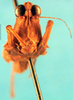 CollectionObject 1500844; d7d8d5ad-8eae-422c-88b8-c712b1300478: male, frontal view (holotype). (CollectionObject).
