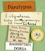 CollectionObject 1501941; a161c69f-912d-4df6-939b-fe370270a773: labels (paratype of Eyprepocnemis ibandana longipennis). (CollectionObject).