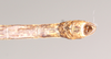 CollectionObject 1562601; NHMUK(SF IMPORT DUPLICATE) 845105, 1e438189-2f6c-48ee-830e-60c22fcab8c0: copyright Natural History Museum, London. male: end of abdomen, dorsal view (lectotype). (CollectionObject).