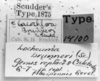 CollectionObject 1524861; 07750dcb-4b78-4a54-8f42-e7d755288f0e: Image Carbonell, C.S. labels (holoype). (CollectionObject).