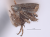 Habitus, lateral view on Athysanella (Gladionura) vanesca Blocker & Hicks, 1992: (Observation).