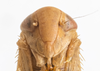 Head on Idiodonus rufescens (Osborn, 1915): (Observation).