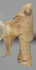 Habitus, lateral view on Athysanella (Athysanella) salsa Ball & Beamer, 1940: Lateral. Paratype. (Observation).