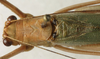 CollectionObject 1535156; 1f263a18-2ff4-49c8-bc9a-648efa7cbb01: male, dorsal view (lectotype). (CollectionObject).