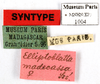 CollectionObject 1587142; MNHN(SF IMPORT DUPLICATE) MNHN-EP-EP1004, c5a7055b-a4cf-4178-88a6-a8af6333560b: CC BY-NC-ND 4.0/MNHN - Depraetere Marion - 2014. Non type, female. Specimen number: MNHN-EP-EP1004. http://coldb.mnhn.fr/catalognumber/mnhn/ep/ep1004. (CollectionObject).