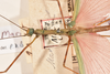 CollectionObject 1559688; 5234bfee-7bdd-45f1-9f4c-158ea6699db1: copyright OUMNH. male: head & thorax, dorsal view of synonym Necroscia marmessus (lectotype). (CollectionObject).