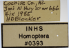 Other on Athysanella (Gladionura) sagittata Ball & Beamer, 1940: Labels - Male. (Observation).