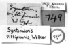 CollectionObject 1519707; 74ab57e3-b6bb-47a4-ba2d-a6d322d23574: Image, Carbonell, C.S. at the British Museum, 1970. labels (holotype). (CollectionObject).