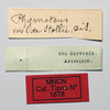 CollectionObject 1580388; 510ed40a-2848-4d6f-9822-4d81dd898944: labels (paralectotype). (CollectionObject).
