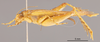 CollectionObject 2804078; 99f835fe-b21f-4421-99e1-dc5db008deae, FCE- GY 70, occurrenceID:- GY 70: URUGUAY-Artigas, Ao Tres Cruces Grande, (Timbauba), 16-1I-1955, Fac. de Hum. y Cienc. Female, lateral habitus. Facultad de Ciencias - UDELAR (FCE - GY 070). (CollectionObject).