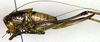 female, lateral view (allotype). Depicts CollectionObject 1501861; 1795ccc9-968d-4bb0-a20d-58da90f3842d, a CollectionObject.