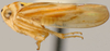 Habitus, lateral view: !! display not done !! on Caladonus Oman, 1949: Caladonus coquilletti, laterally (OSUC). (Observation).