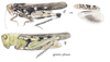 Chortophaga australior Rehn & Hebard, 1911: male and female, habitus. (Otu).