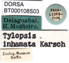 CollectionObject 1502880; 0960519e-12f6-47b6-aee8-97cc4e5d3dfd: labels (paralectotype of Tylopsis inhamata). (CollectionObject).