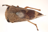 Habitus, dorsal view: !! display not done !! on Xantholobus nigrocinctus (Van Duzee, 1908): (Observation).