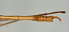 CollectionObject 1558346; 896f6fb8-36cd-4bd4-a32d-5c14742288e1: copyright USNM, Washington. male: end of abdomen, ventral view (holotype). (CollectionObject).