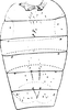 Abdomen, sternal apodemes, ventral view: !! display not done !! on Afroccidens polleti Dworakowska, 1972: Sternal apodemes. (Observation).