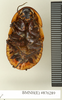 CollectionObject 1573030; 3c05fda7-5248-49bf-82c0-1566414a3408: Copyright Natural History Museum, London. Non-type (adult female) in BM(NH). Ventral view. (CollectionObject).