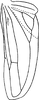 Hind wing: Hind wing. (Observation).