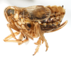 Habitus, lateral view on Dicranotropis (Dicranotropis) hamata (Boheman, 1847): (Observation).