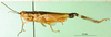 CollectionObject 1501405; 0dcd1c55-c030-41d1-832a-cd455ee18c8b: male, lateral view (holotype of Zacompsa festa). (CollectionObject).