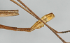 CollectionObject 1558436; fb2816dc-a4a7-456b-931d-cae4eb777901: copyright ZMB, Berlin. male: end of abdomen, lateral view (holotype). (CollectionObject).