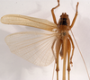 CollectionObject 1534476; d6db73e6-d256-4476-9255-700965bd9e6a: male, dorsal view (syntype). (CollectionObject).