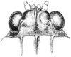 Neotettix femoratus (Scudder, 1869): Fig. 96. female, head, dorsal view. (Otu).