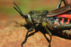 Dictyophorus (Tapesiella) griseus (Reiche & Fairmaire, 1849): female, lateral view (unspecified type, Abwehr). (Otu).