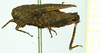 CollectionObject 1585757; f85005fa-11ab-4531-9984-2d37cfb51a82: female, lateral view (syntype). (CollectionObject).