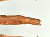 CollectionObject 1586090; QIMR QM T244739-T244740, 175ff28a-d506-43cf-aad5-07437cba24d4: copyright QM, Brisbane. female: end of abdomen, dorsal view (paratype). (CollectionObject).