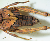 CollectionObject 1498672; bf9a28ec-7ec6-43ea-9aa0-7195f4c97b5c: female abdomen, dorsal view. (CollectionObject).