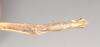 CollectionObject 1558214; NHMUK(SF IMPORT DUPLICATE) 844988, 59a99543-1f66-4225-b795-7462af053b1c: copyright Natural History Museum, London. female: end of abdomen, ventral view of Bacillus cuniculus (syntype). (CollectionObject).