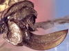 Viadana (Viadana) transversa Walker, 1869: ovipositor (holotype). (Otu).
