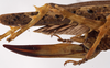 CollectionObject 1534596; 278d14e0-5e83-4854-a3ae-4ee9fe1af9ba: female ovipositor (holotype). (CollectionObject).